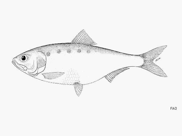 Image of Caspian shad