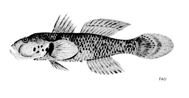 Слика од Acentrogobius viridipunctatus (Valenciennes 1837)