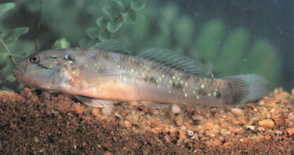 Image of Spotted green goby