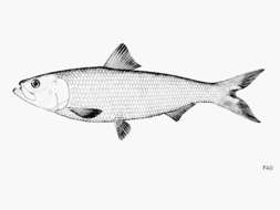 Image of Skipjack Herring