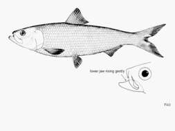 Image of Skipjack Herring