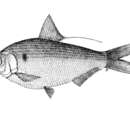 Image of Gulf gizzard shad