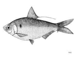 Image of Gulf gizzard shad