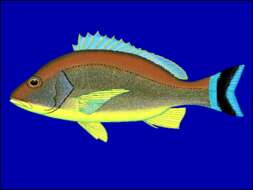 Image of Crescent snapper