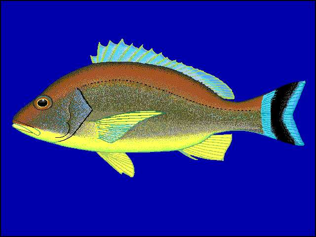 Image of Crescent snapper