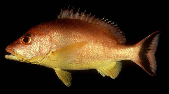 Image of Crescent snapper