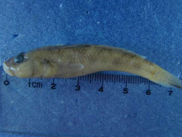 Image of Barcheek goby
