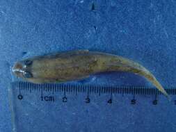 Image of Barcheek goby