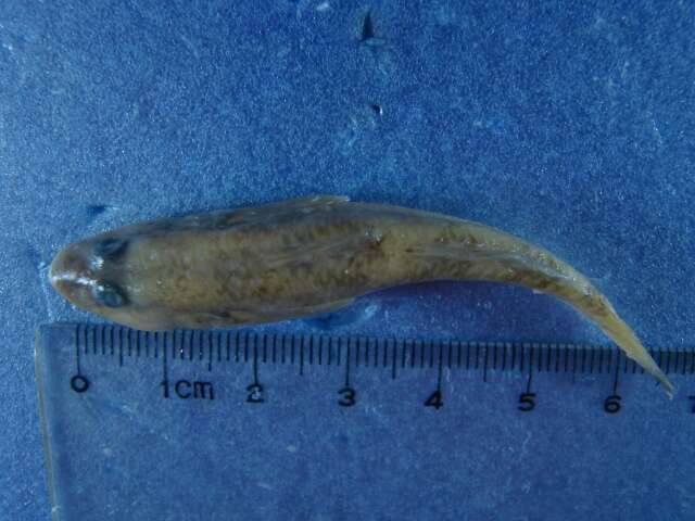 صورة Rhinogobius giurinus (Rutter 1897)