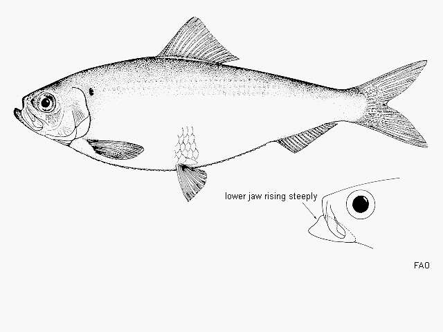 Plancia ëd Alosa pseudoharengus (Wilson 1811)