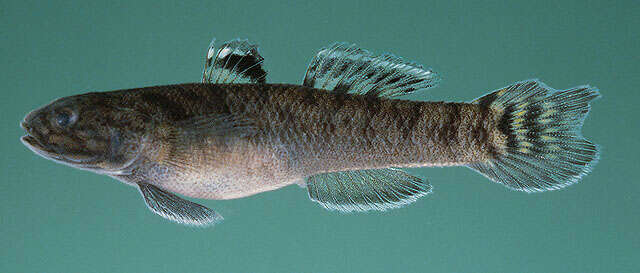 Image of Mangrove goby