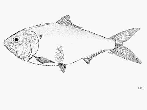 Image of Finescale menhaden