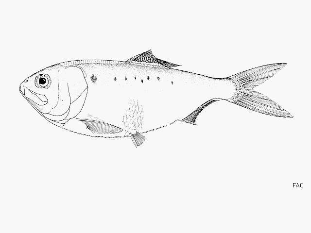 Image de Menhaden écailleux