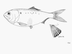 Image de Menhaden écailleux