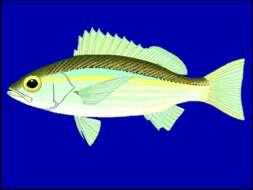 Image of Bigeye snapper