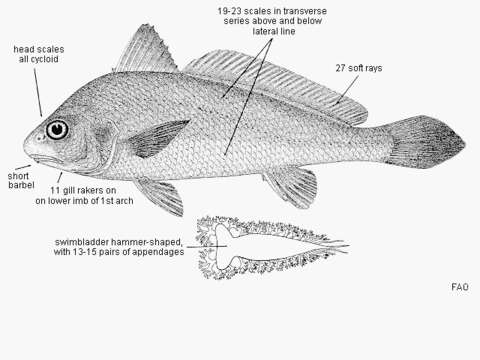 Image of Mannar croaker