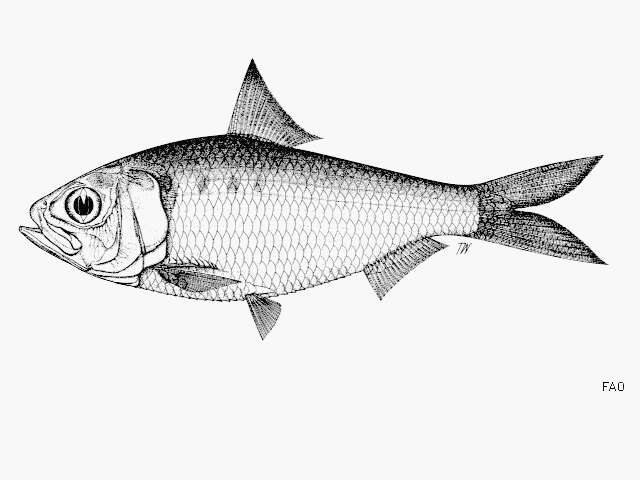 Слика од Hilsa