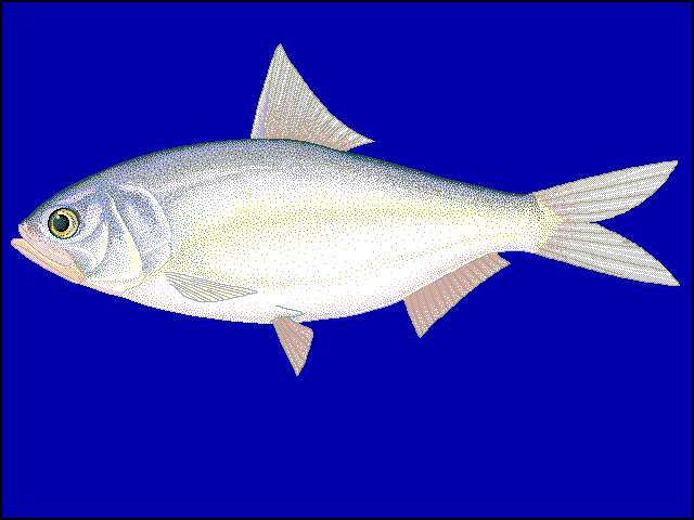 Shorefishes - Image Contributors
