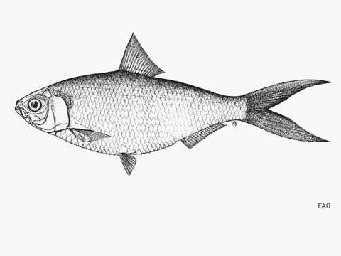 Image of Herring