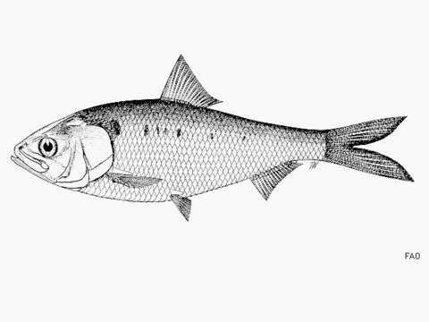 Image of Herring