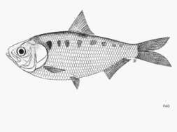 Image of Laotian shad