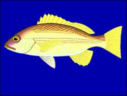 Image of Indian snapper