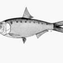 Image of Indian river shad