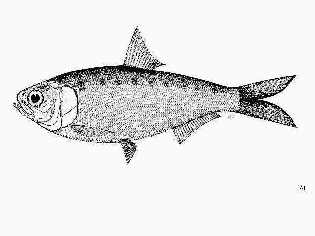Image of Indian river shad