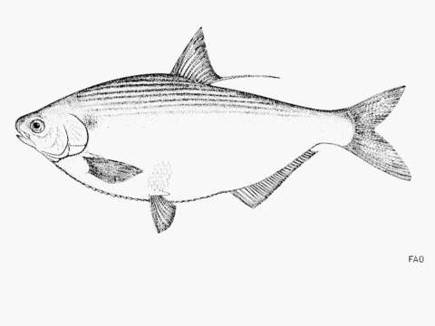 Image of Nicaragua gizzard shad