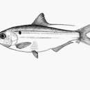 Image of Threadfin Shad