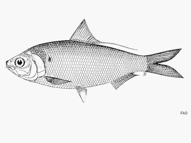 Image of Arabian gizzard shad