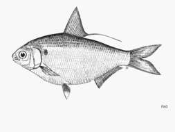 Image of Gizzard shad