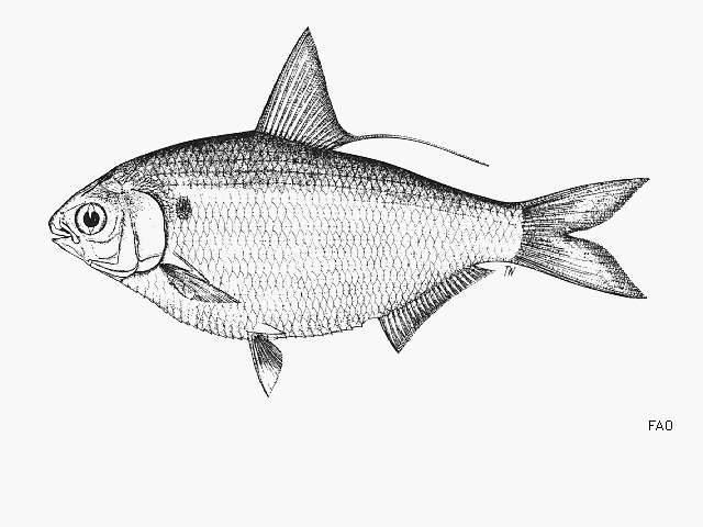 Image of Gizzard shad