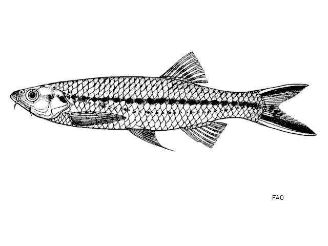 Image of Apollo sharkminnow