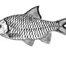 Image of Mystacoleucus marginatus (Valenciennes 1842)