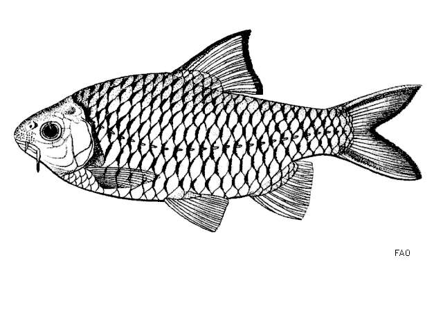 Image of Mystacoleucus marginatus (Valenciennes 1842)