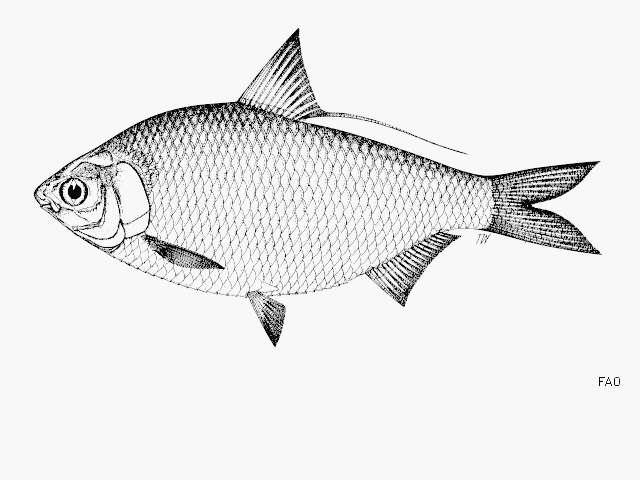 Image of Bony Bream