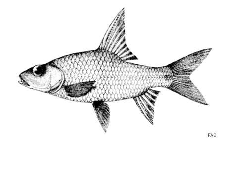 Image of Cyclocheilichthys armatus (Valenciennes 1842)