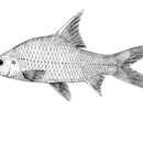 Image of Anematichthys repasson (Bleeker 1853)