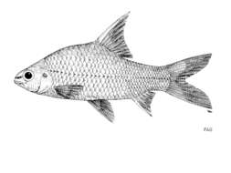 Image of Anematichthys