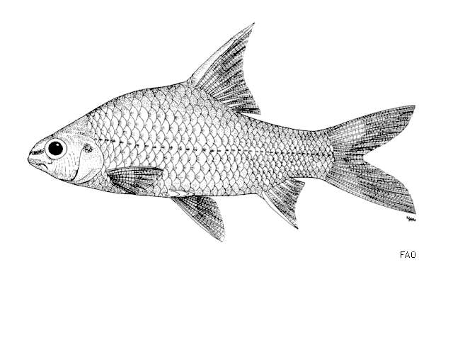 Image of Anematichthys