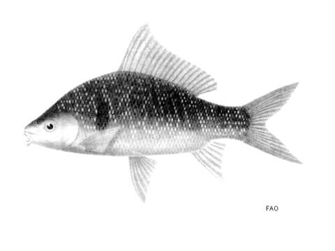 Слика од Osteochilus melanopleurus (Bleeker 1852)