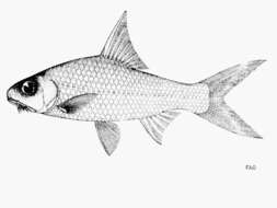 Image of Cyclocheilichthys heteronema (Bleeker 1854)