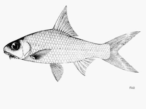 Imagem de Cyclocheilichthys heteronema (Bleeker 1854)