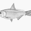 Image of Fly river gizzard shad