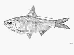 Image of Fly river gizzard shad