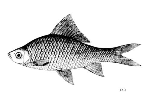 Image of Giant Sharkminnow