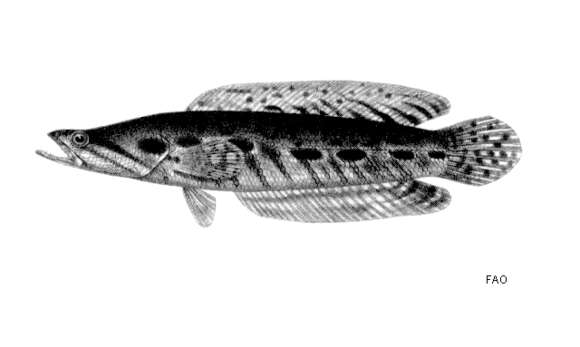 Image of Forest Snakehead