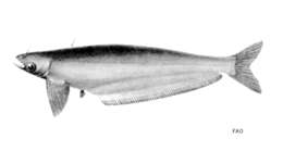 Image of Kryptopterus cryptopterus (Bleeker 1851)