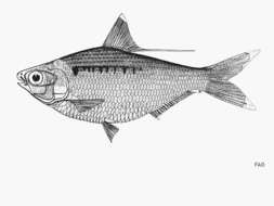 Sivun Nematalosa galatheae Nelson & Rothman 1973 kuva